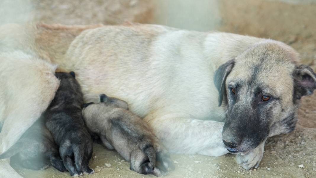Uçurumda mahsur kalan köpekler için ekipler harekete geçti: 5 yavrusuyla tedavi altında 4